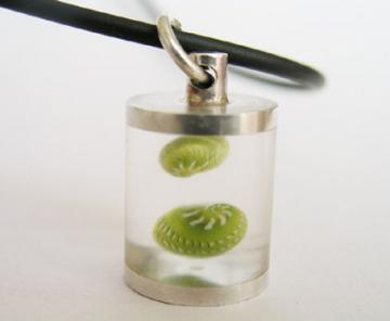 Pendant Silver & Emerald Nerites in resin chamber : $48