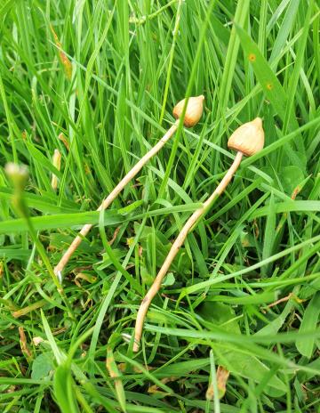 Magic Mushroom Pendant Liberty cap Necklace, Yew wood NEW DESIGN : $16