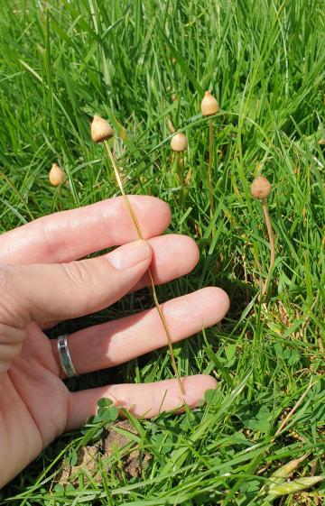 Magic Mushroom Liberty cap Sculpture Ornament Plant Pot Garden Lawn Yew wood with Bronze, Brass or Yew wood Stem : $6